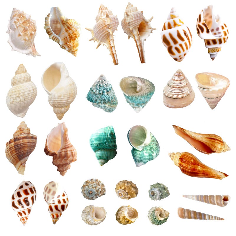 Lucky Baby 15+pcs Hermit Crab Shells Small to Medium Sea Conch Size 1/4-1 1/2 Inches Natural Growth Turbo Seashells Conch for Small Hermit Crab Turbo Shells - Image 1